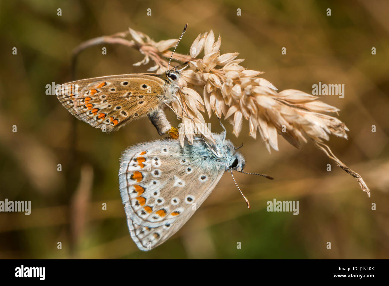 Un paio di comune blu da l'accoppiamento Foto Stock