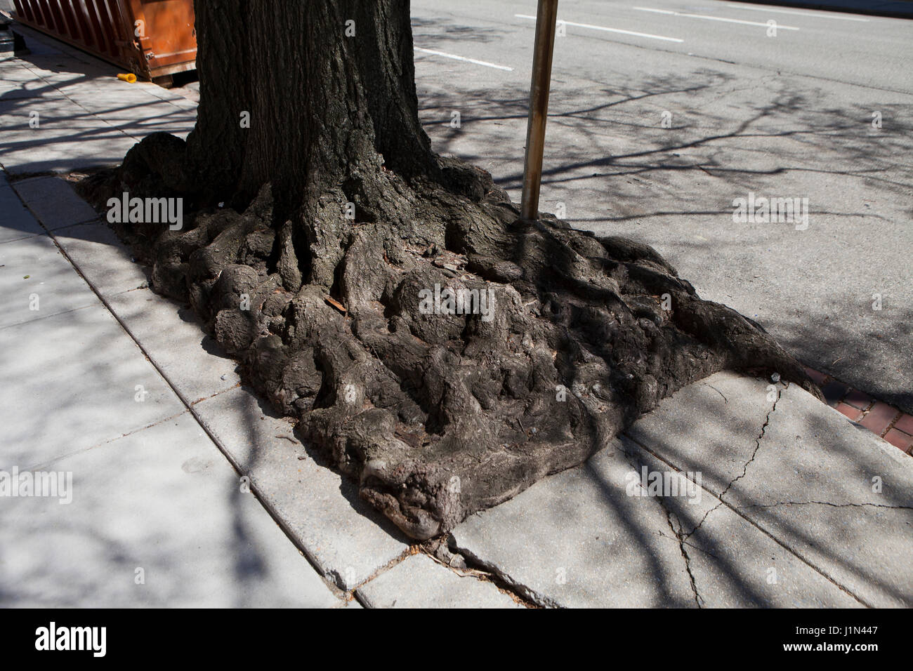 Incolto radici di albero (al di sopra del suolo radici di albero) - USA Foto Stock