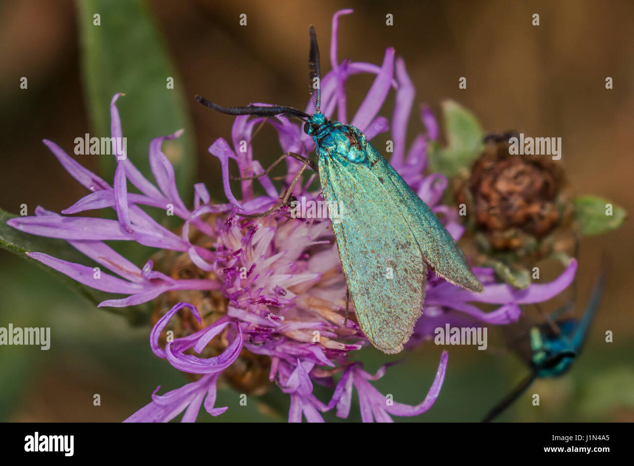 Un verde forester è seduta su un fiore Foto Stock