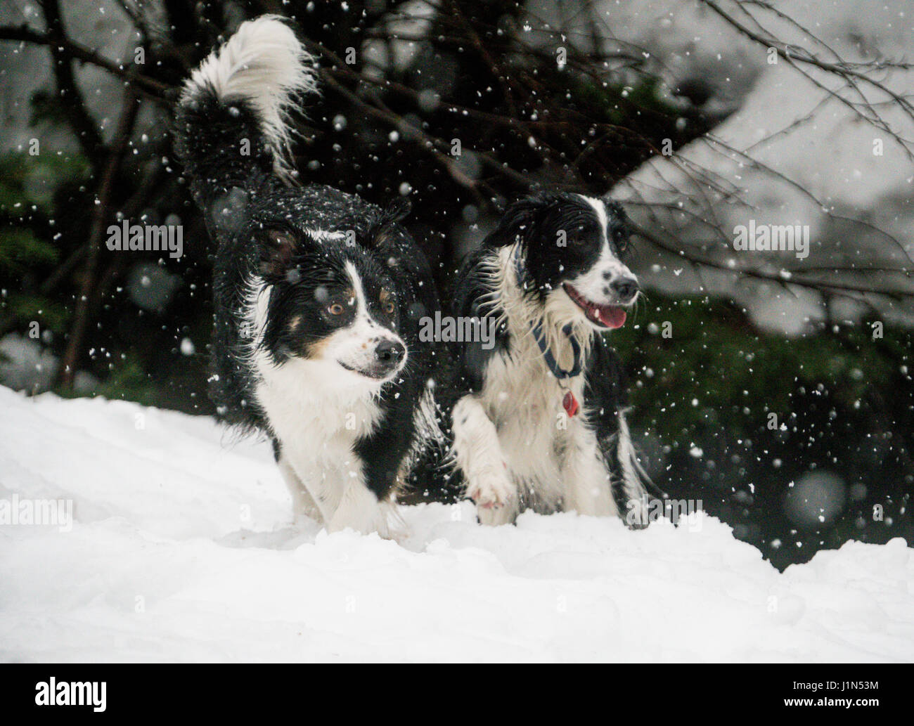 Due border collies correre lungo un percorso in una tempesta di neve. Foto Stock