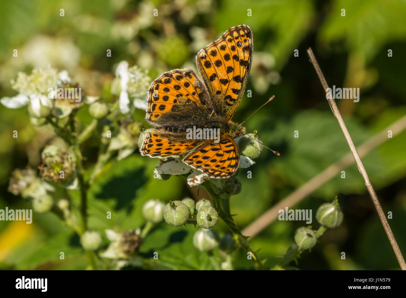 Una regina di Spagna fritillary è seduta su un fiore bianco. La farfalla si diffonde le sue ali. Foto Stock