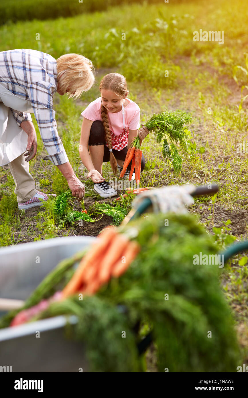 La ragazza con la nonna tirando fuori le carote in giardino Foto Stock