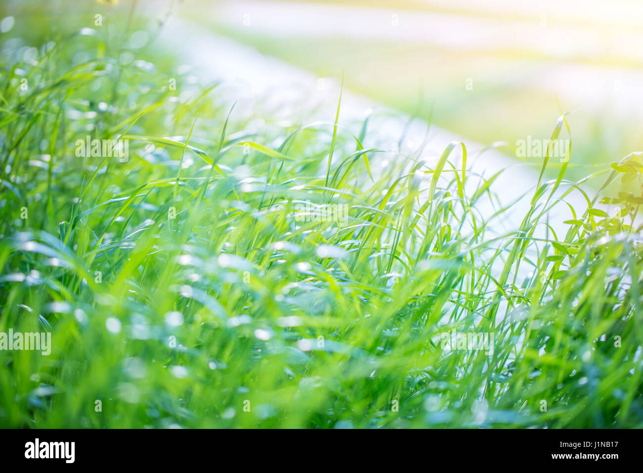 Immagini Stock - Un Primo Piano Di Erba Verde Coperta Dal Gelo Con Uno  Sfondo Sfocato. Image 162265596