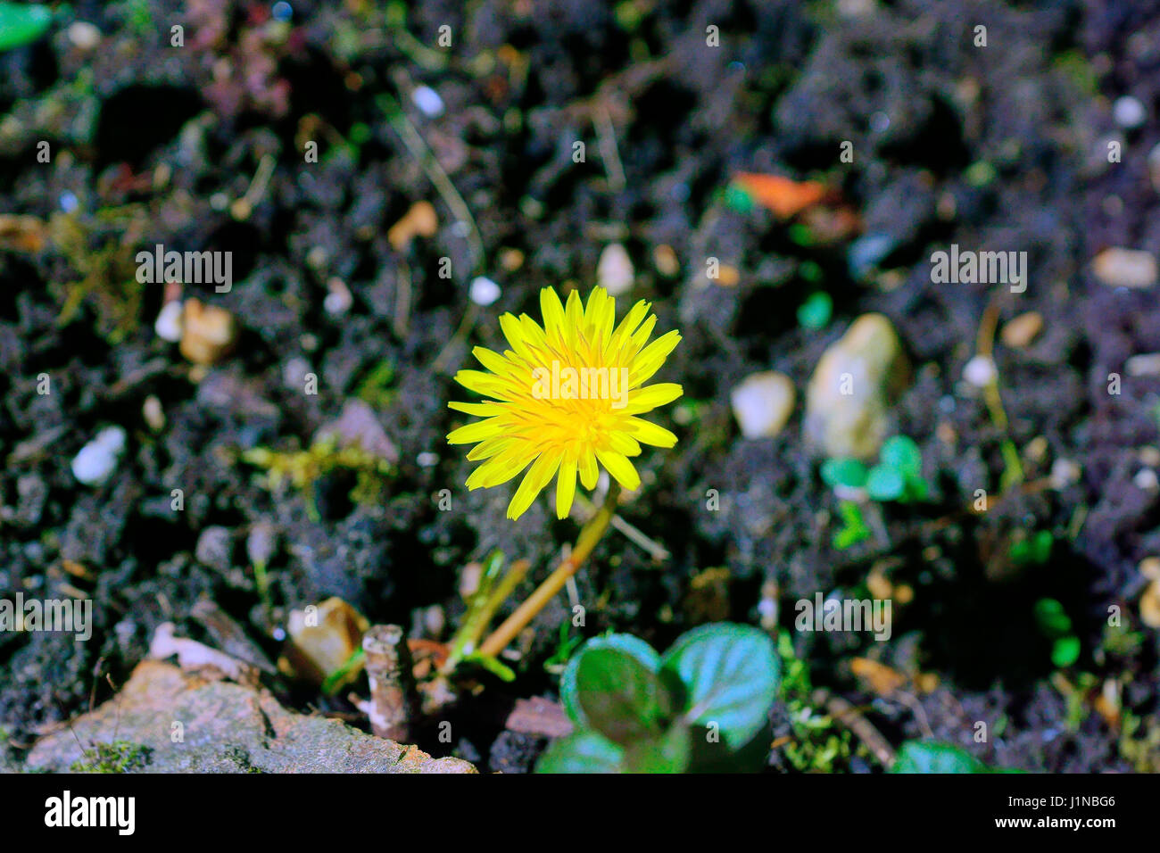 DENTE DI LEONE Foto Stock