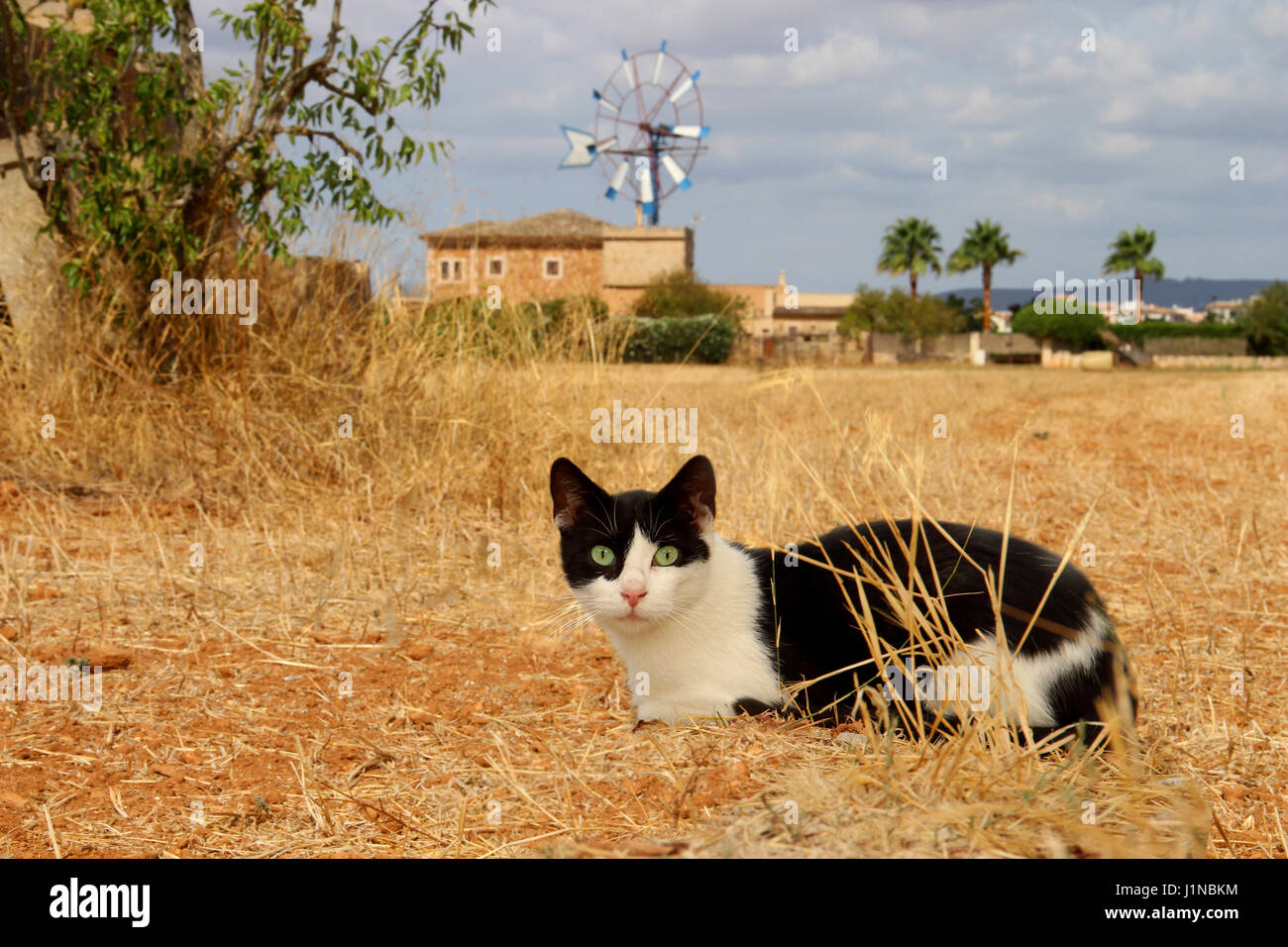 Il gatto domestico, tuxedo in bianco e nero, giace su un strawfield davanti a un mulino a vento Foto Stock