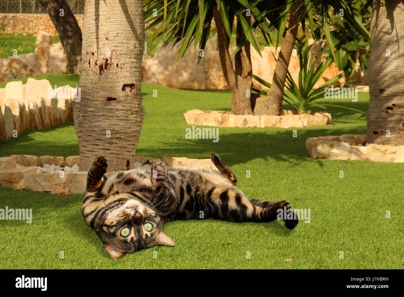 Il gatto domestico, il Bengala, carboncino, rotolando su di un prato verde sotto le palme di Yucca Foto Stock