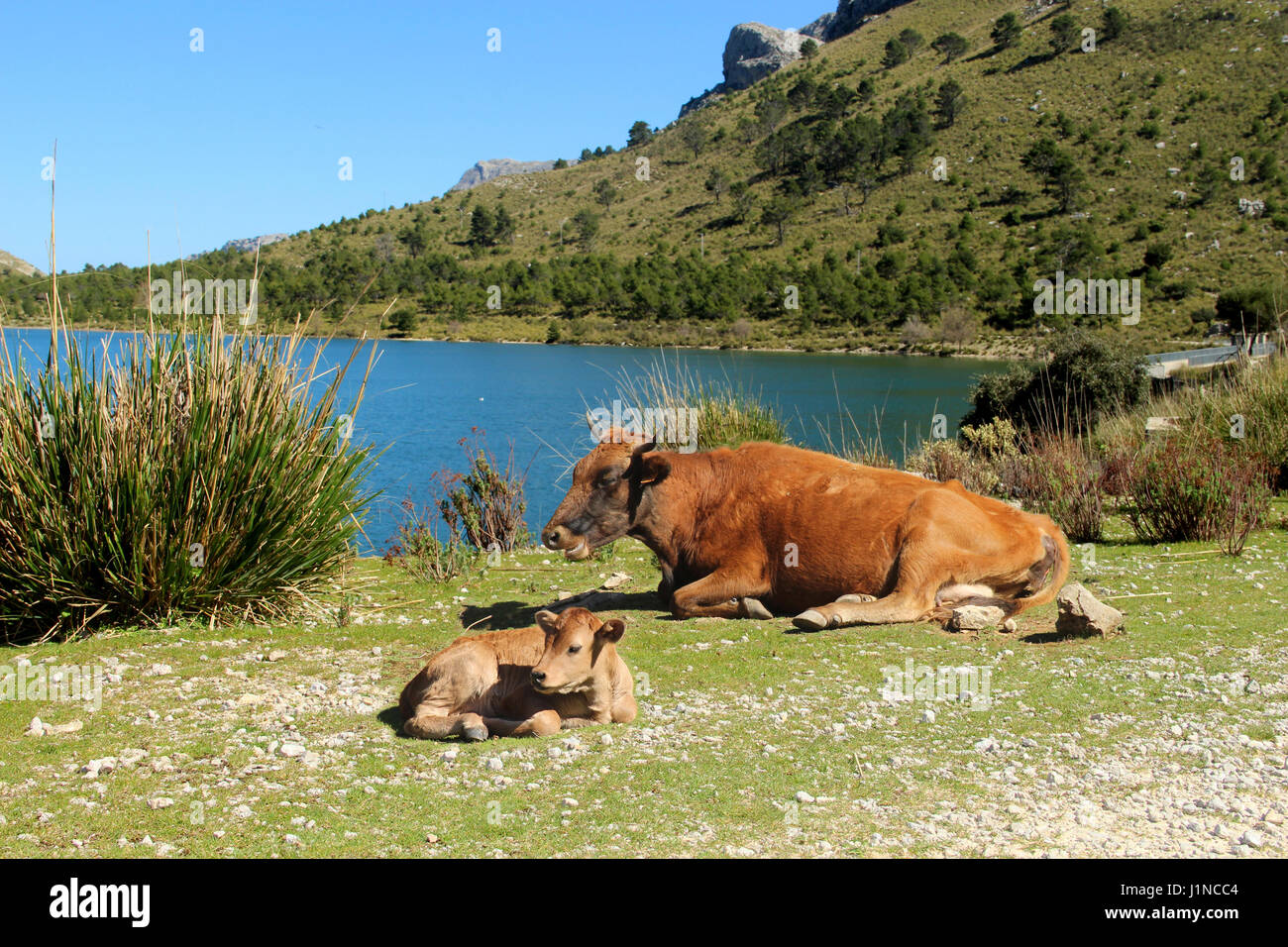 Una mucca è sdraiato con il suo vitello in un lago di montagna Foto Stock