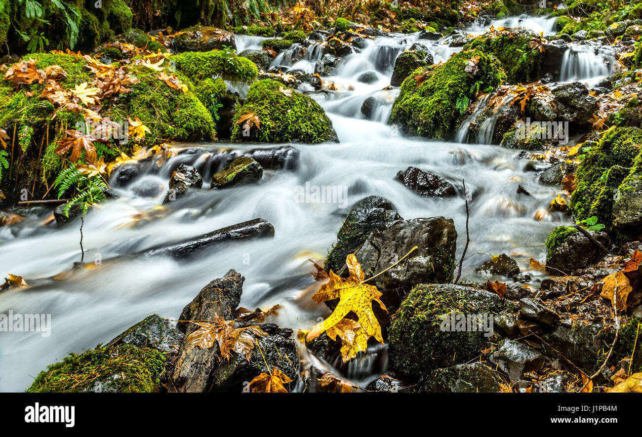 Wahkeene Creek, Columbia Gorge, Oregon Foto Stock