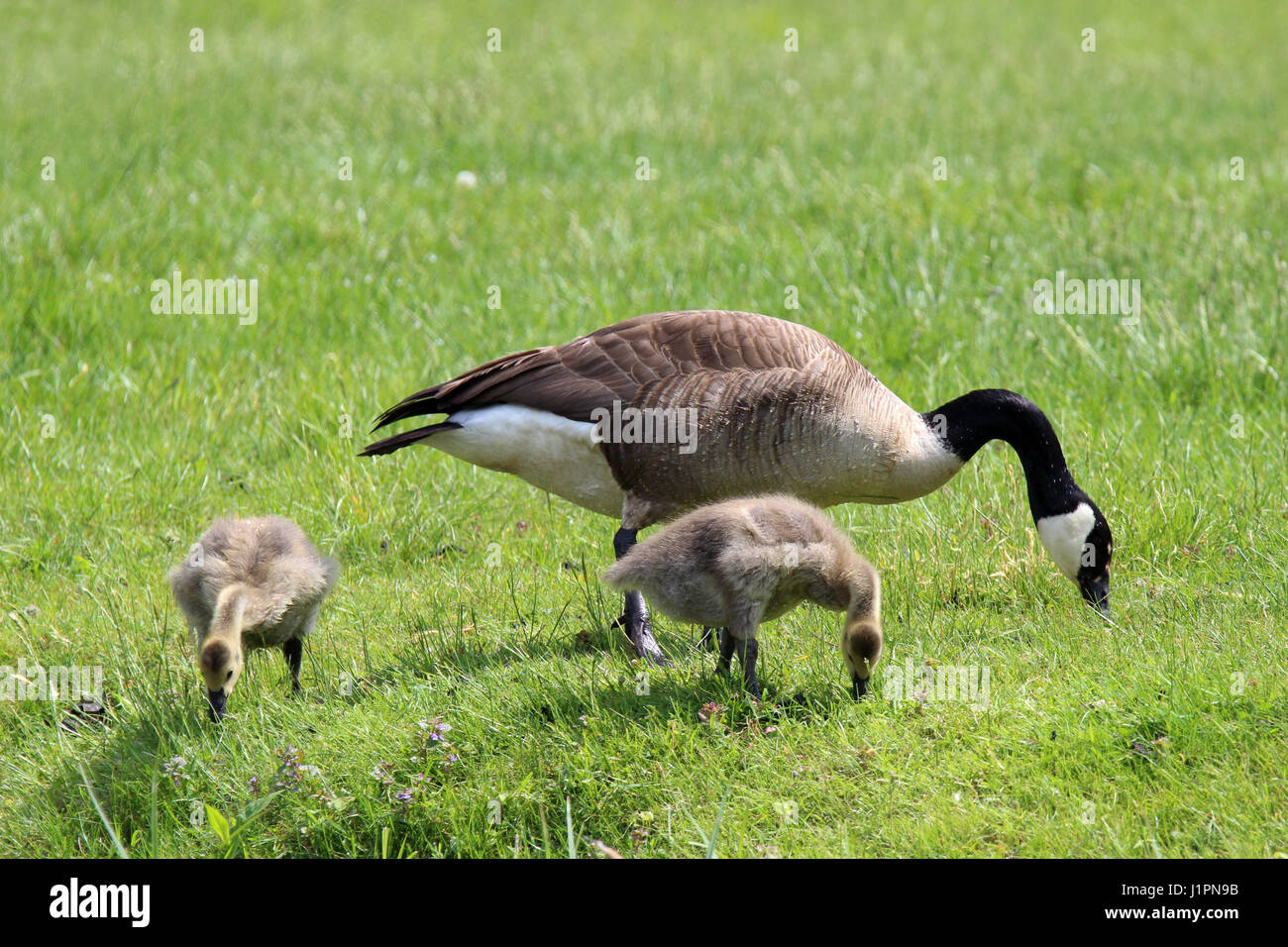 Una madre Canada Goose con due goslings pascolare in un prato Foto Stock