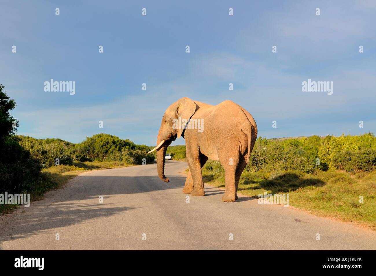 Bush africano Elefante africano (Loxodonta africana), Bull camminando sulla strada asfaltata, Addo Elephant National Park, Capo orientale, Sud Africa e Africa Foto Stock