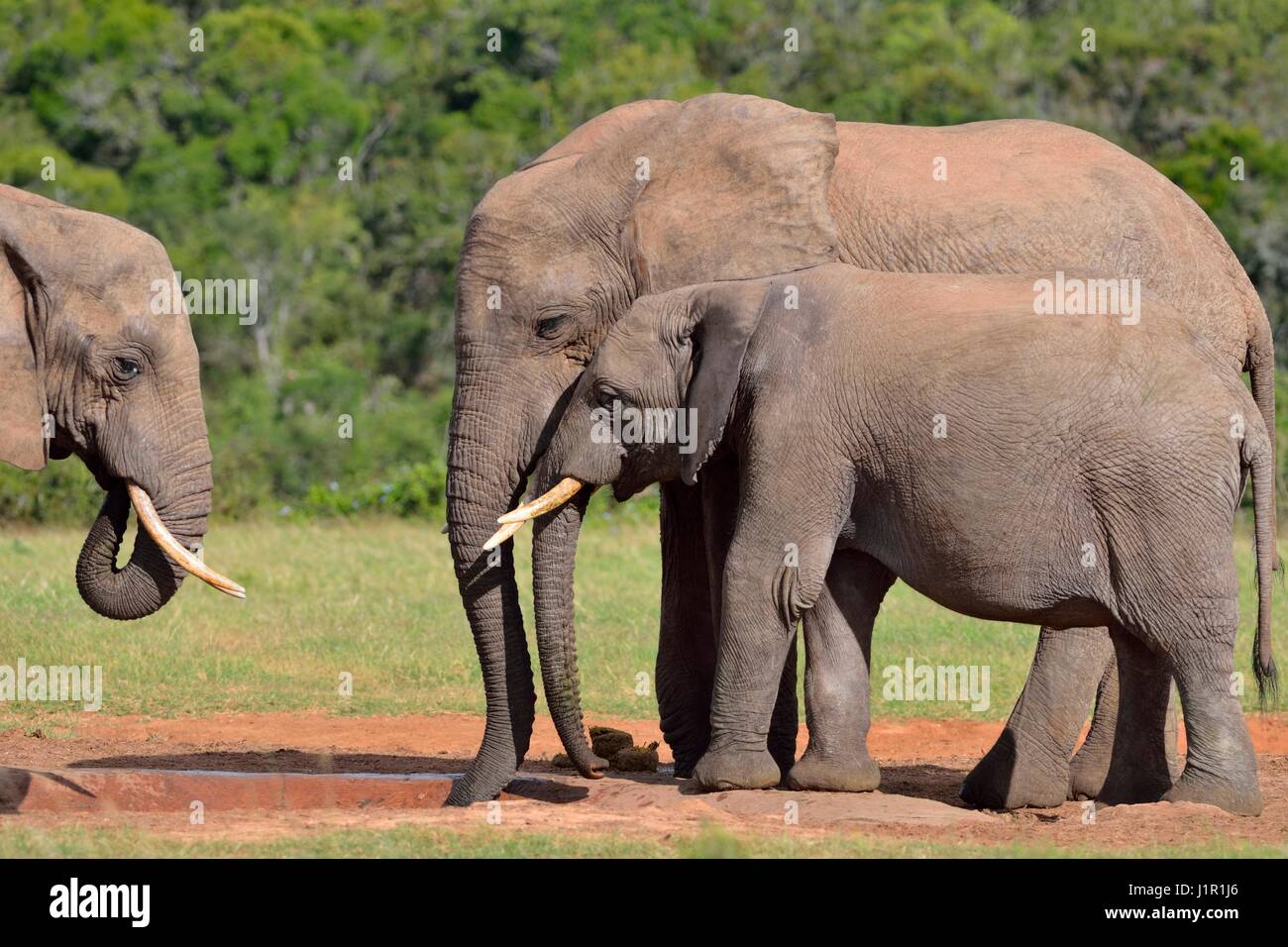 Bush africano Elefante africano (Loxodonta africana), Adulto bull con i giovani di sesso maschile a bere waterhole, Addo Elephant National Park, Capo orientale, Sud Africa Foto Stock