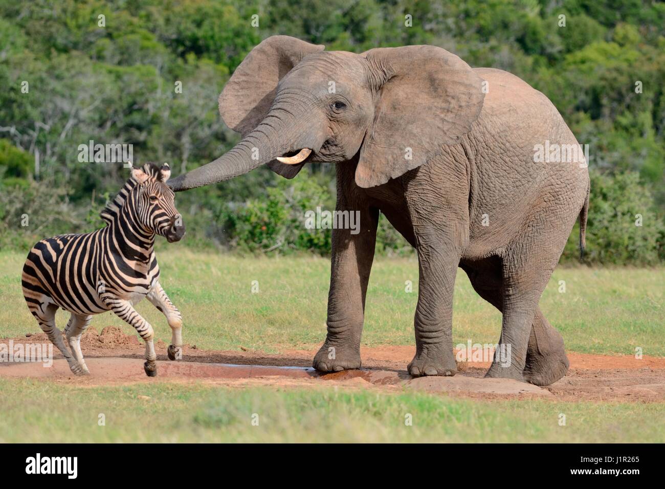 Bush africano Elefante africano (Loxodonta africana), Bull a waterhole spaventando Burchell's zebra (Equus quagga burchellii), Addo Elephant N. Park, Sud Africa Foto Stock
