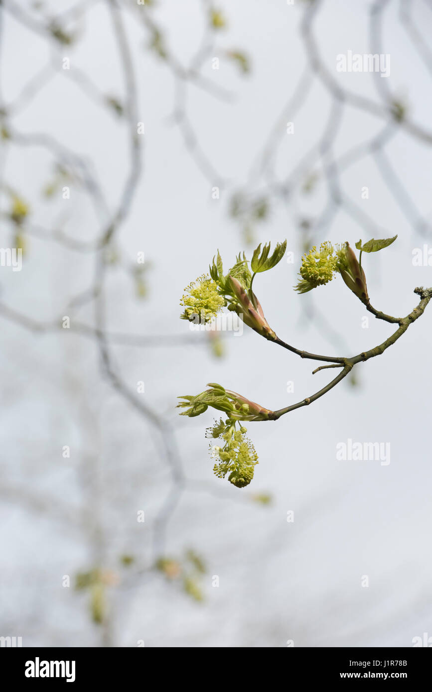 Acer macrophyllum. Oregon Maple / Bigleaf acero fiori e foglie emergenti nei primi giorni di aprile. Regno Unito Foto Stock