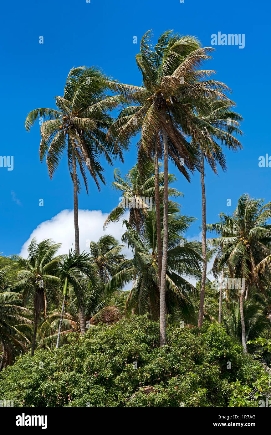 Palme da cocco in Marae Taputapuatea, Raiatea, Polinesia Francese Foto Stock