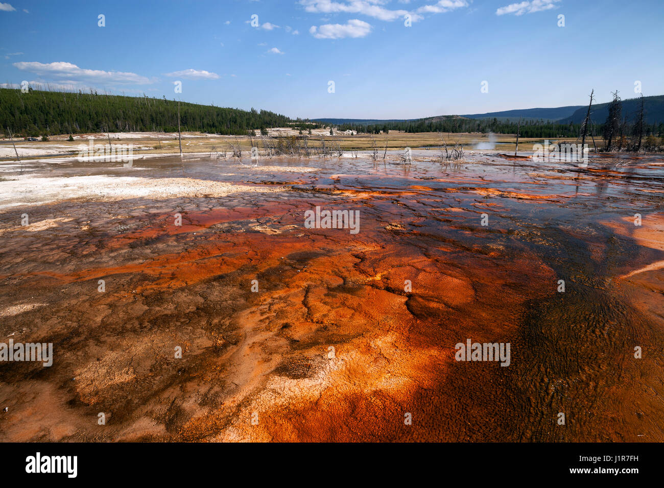 La formazione di depositi minerali nel bacino di biscotto, il Parco Nazionale di Yellowstone, Wyoming USA Foto Stock