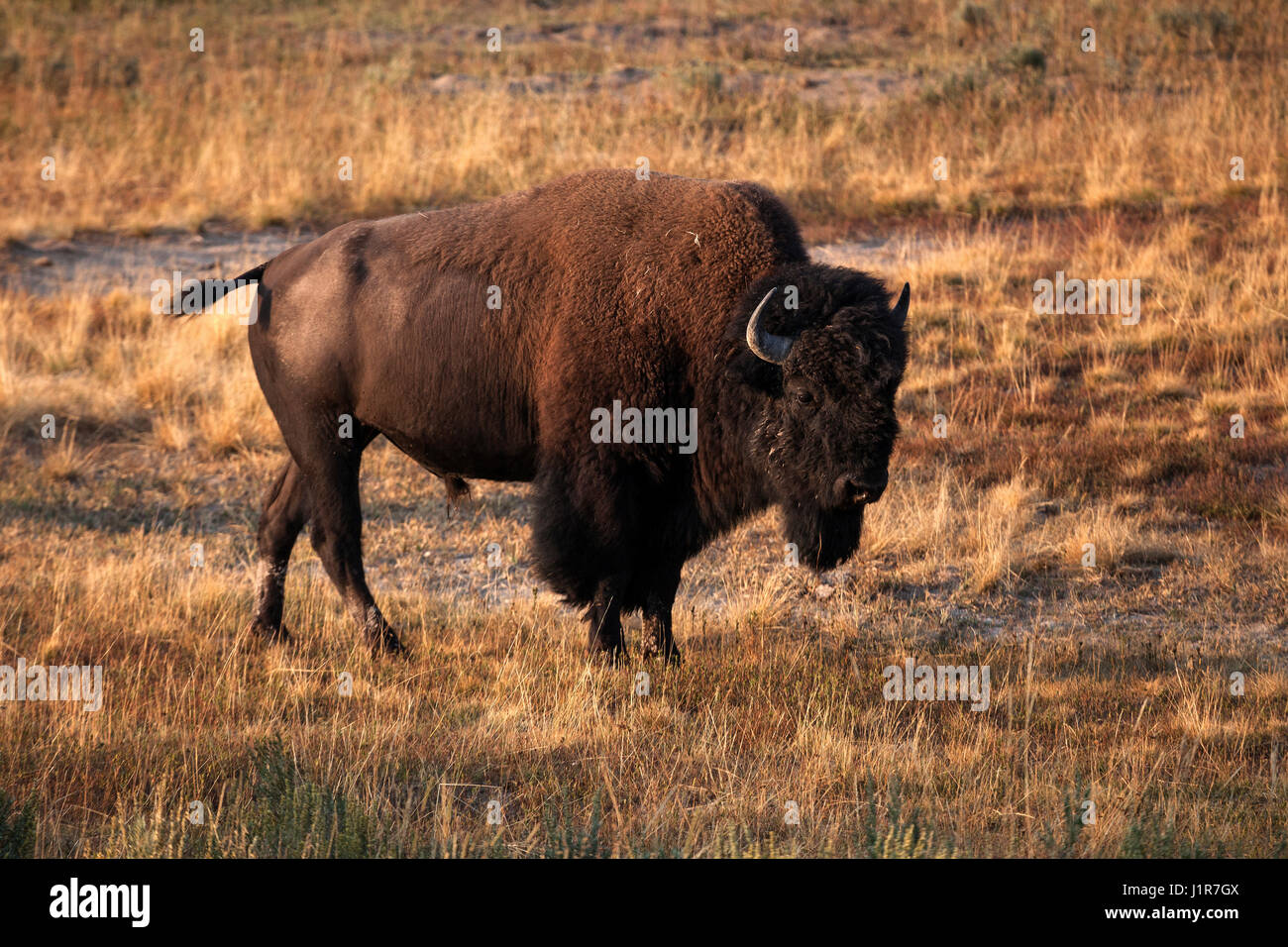 Il bufalo, bisonti americani (Bos bison), animale maschio, il Parco Nazionale di Yellowstone, Wyoming USA Foto Stock