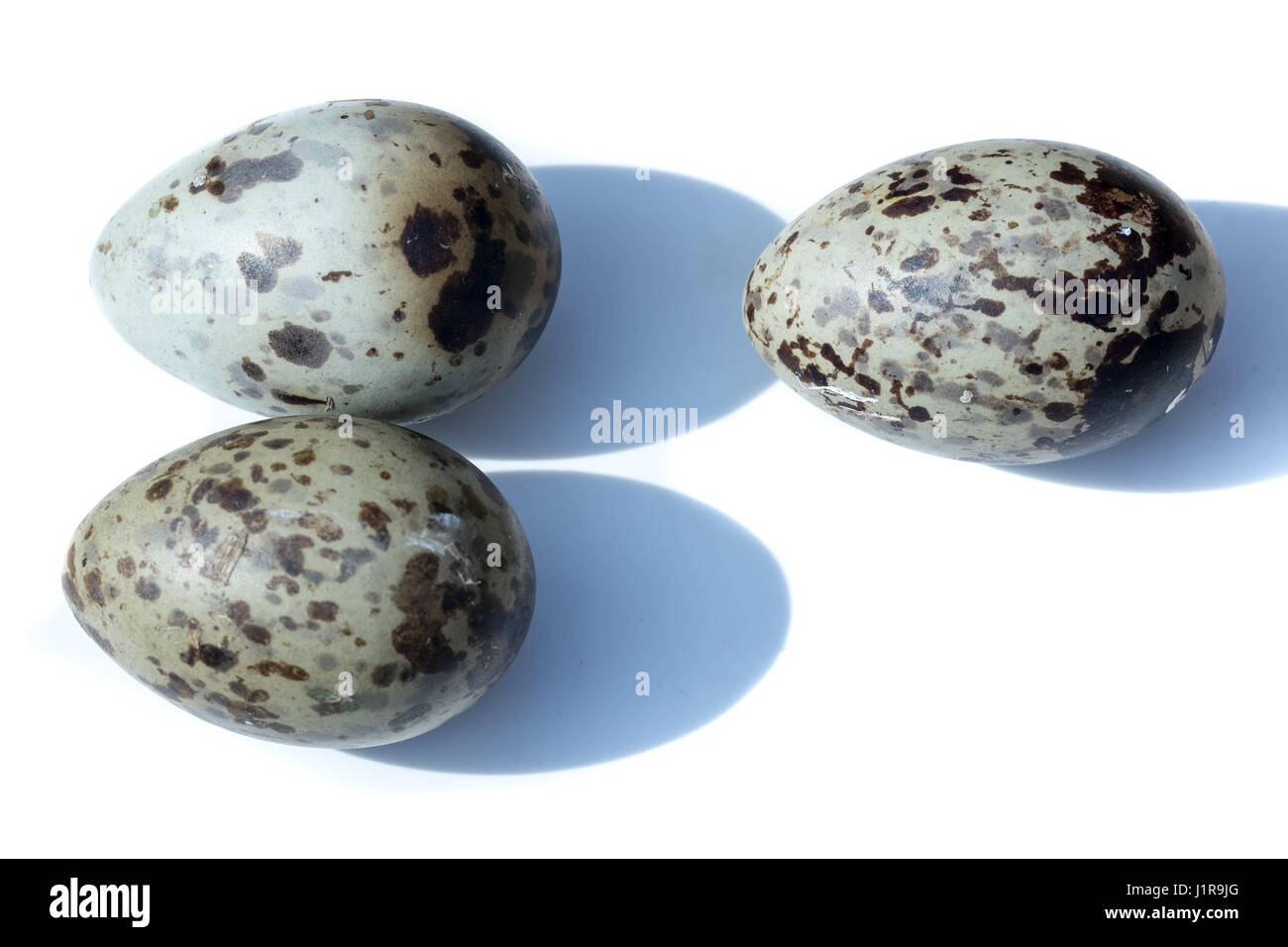 Larus ridibundus. Le uova di a testa nera davanti a uno sfondo bianco, isolata. Foto Stock