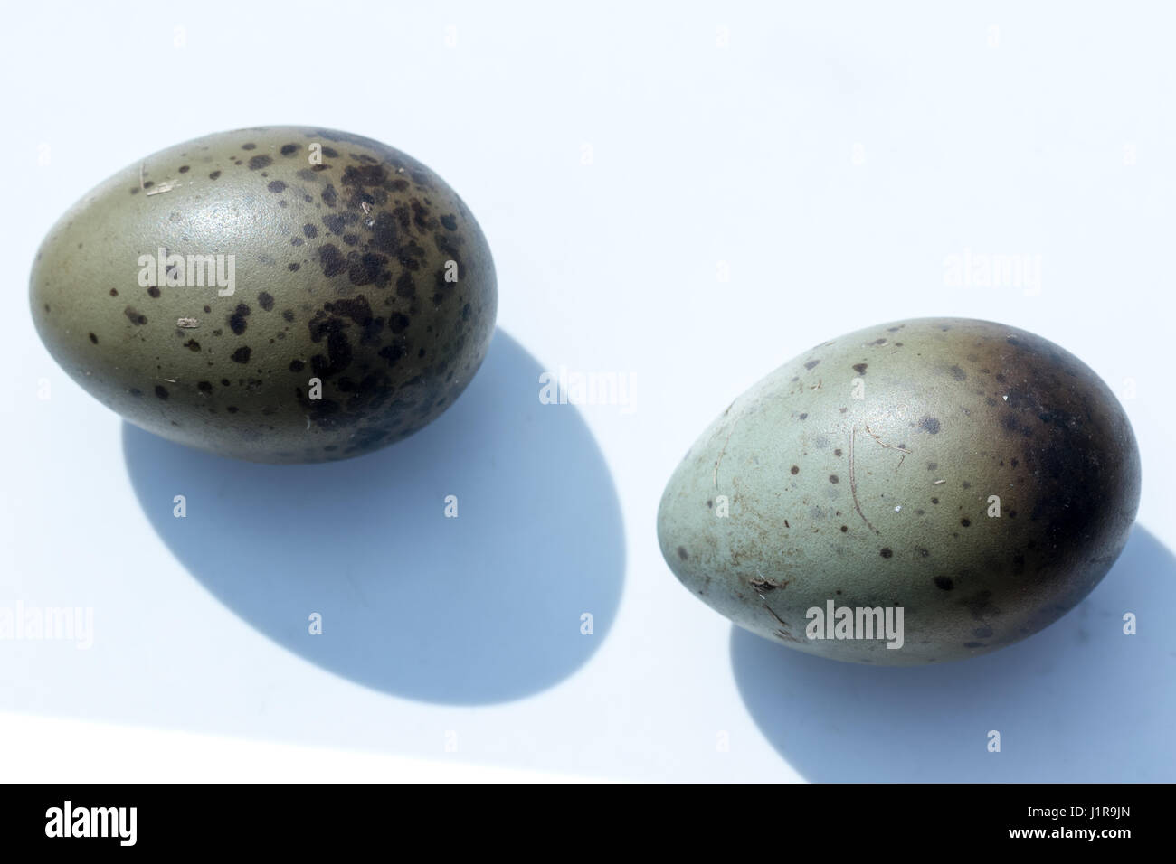 Larus ridibundus. Le uova di a testa nera davanti a uno sfondo bianco, isolata. Foto Stock