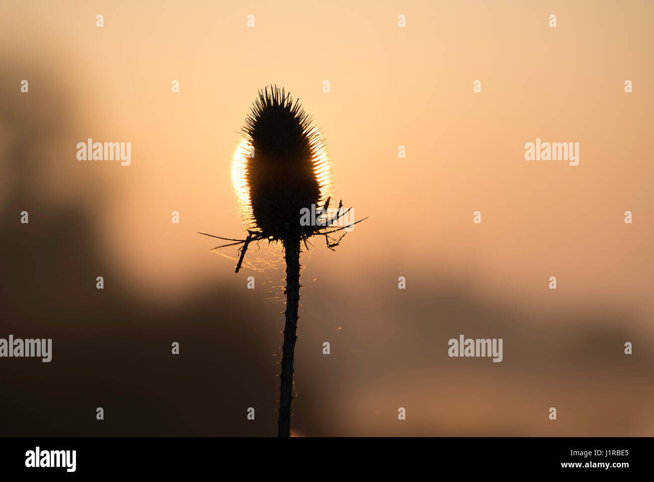Teasel all'alba, Fiume Great Ouse, CAMBRIDGESHIRE, Regno Unito Foto Stock