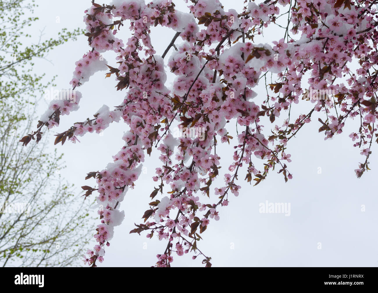 Ramo di fioritura sakura albero sotto tempesta di neve Foto Stock