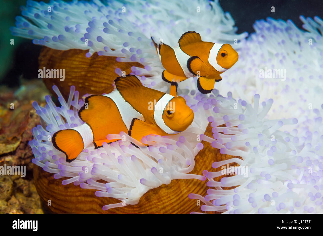 False clown anemonefish (Amphiprion ocellaris) con magnifica bianchita (anemone Heteractic magnifica). I tentacoli di anemone sono di solito una d Foto Stock