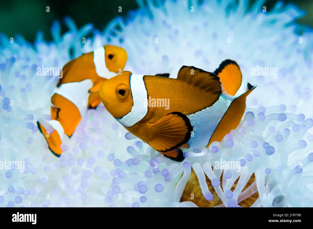 False clown anemonefish (Amphiprion ocellaris) con magnifica bianchita (anemone Heteractic magnifica). Foto Stock