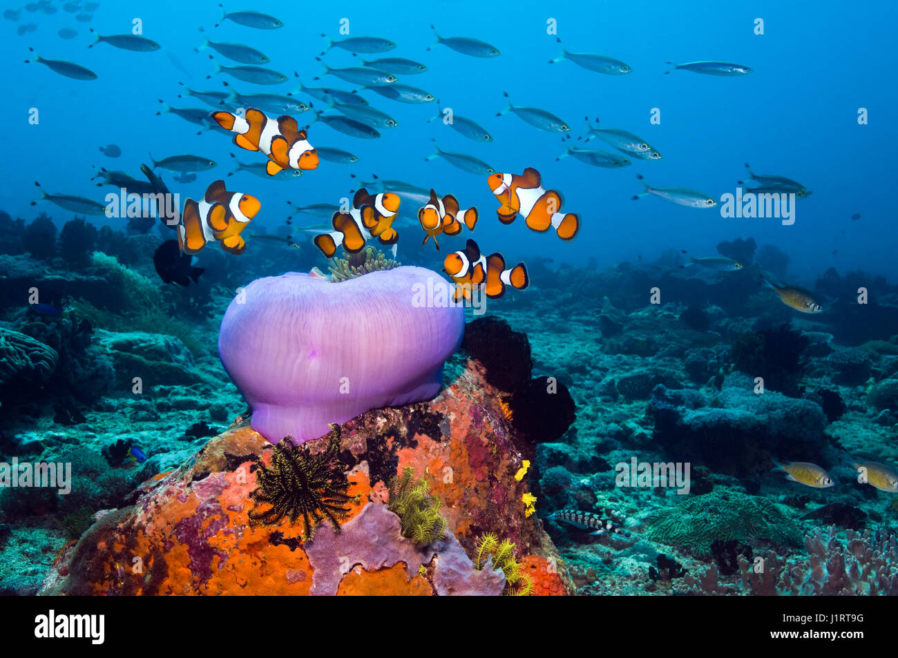 False clown anemonefish [Amphiprion ocellaris] sulla barriera corallina con una chiusa magnifica anemone [Heteractis magnifica]. Indonesia. Foto Stock