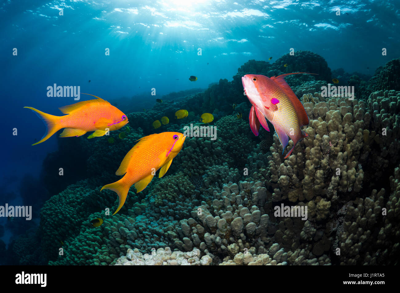 Lyretail anthias o Goldies (Pseudanthias squamipinnis) due fremales, un maschio sulla barriera corallina con alberi di luce del sole attraverso la superficie. Egitto, rosso se Foto Stock