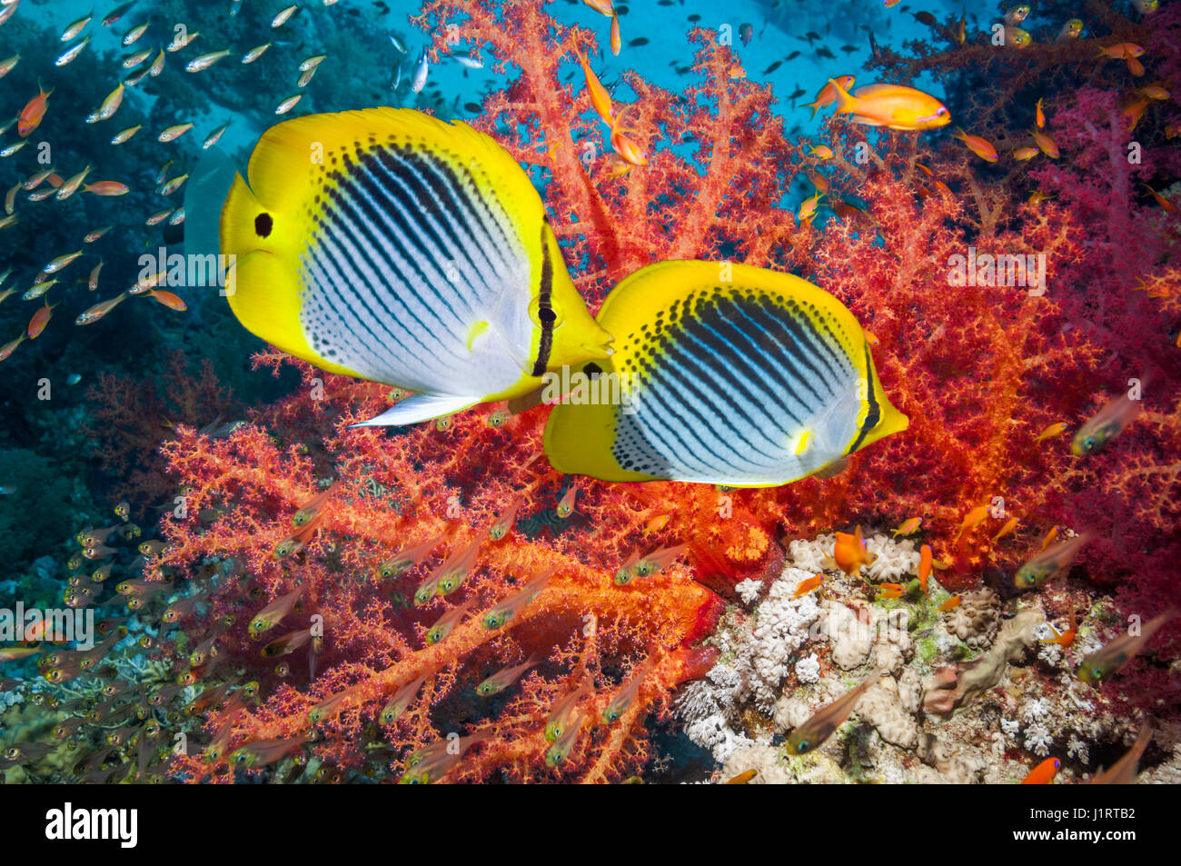 Spot-tail butterflyfish (Chaetodon ocellicauda) nuoto passato coralli molli [Dendronephthya sp]. Indonesia. Foto Stock