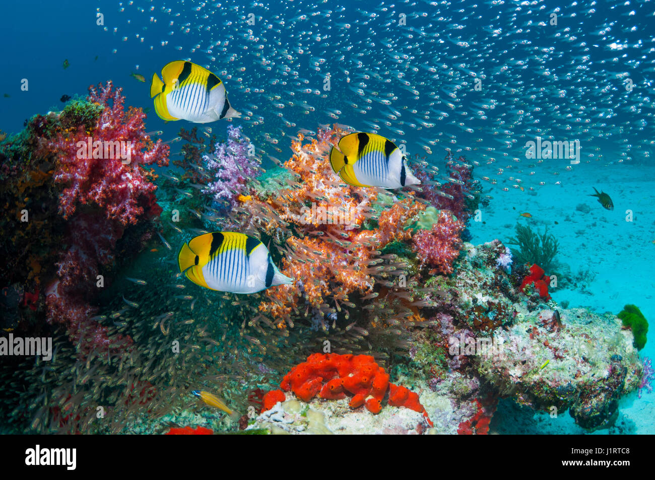 Coral reef paesaggi con a doppio spiovente o Blackwedge butterflyfish (Chaetodon falcula), una grande nunber di spazzatrici pigmeo [Parapriacanthus ransonetti] e Foto Stock