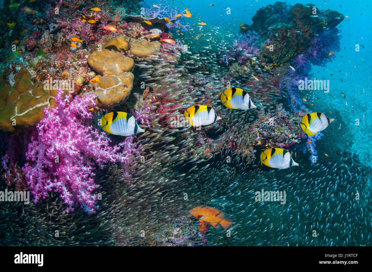 Coral reef paesaggi con a doppio spiovente o Blackwedge butterflyfish Foto Stock