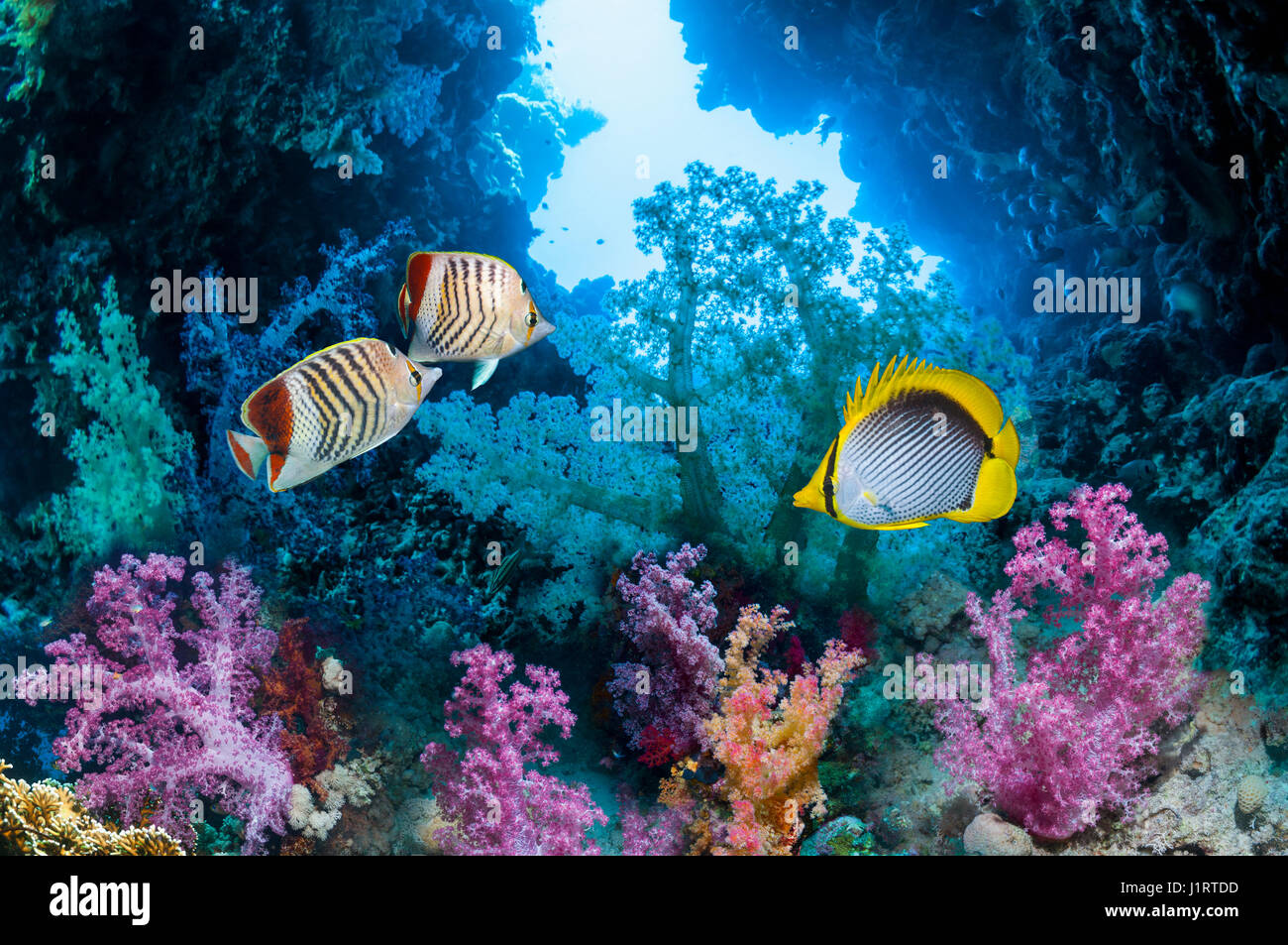 Una coppia di Mare Rosso butterflyfish eritreo [Chaetodon paucifasciatus] e uno spot-tail butterflyfish [Chaetodon ocellicauda] nuotare tra i coralli molli Foto Stock
