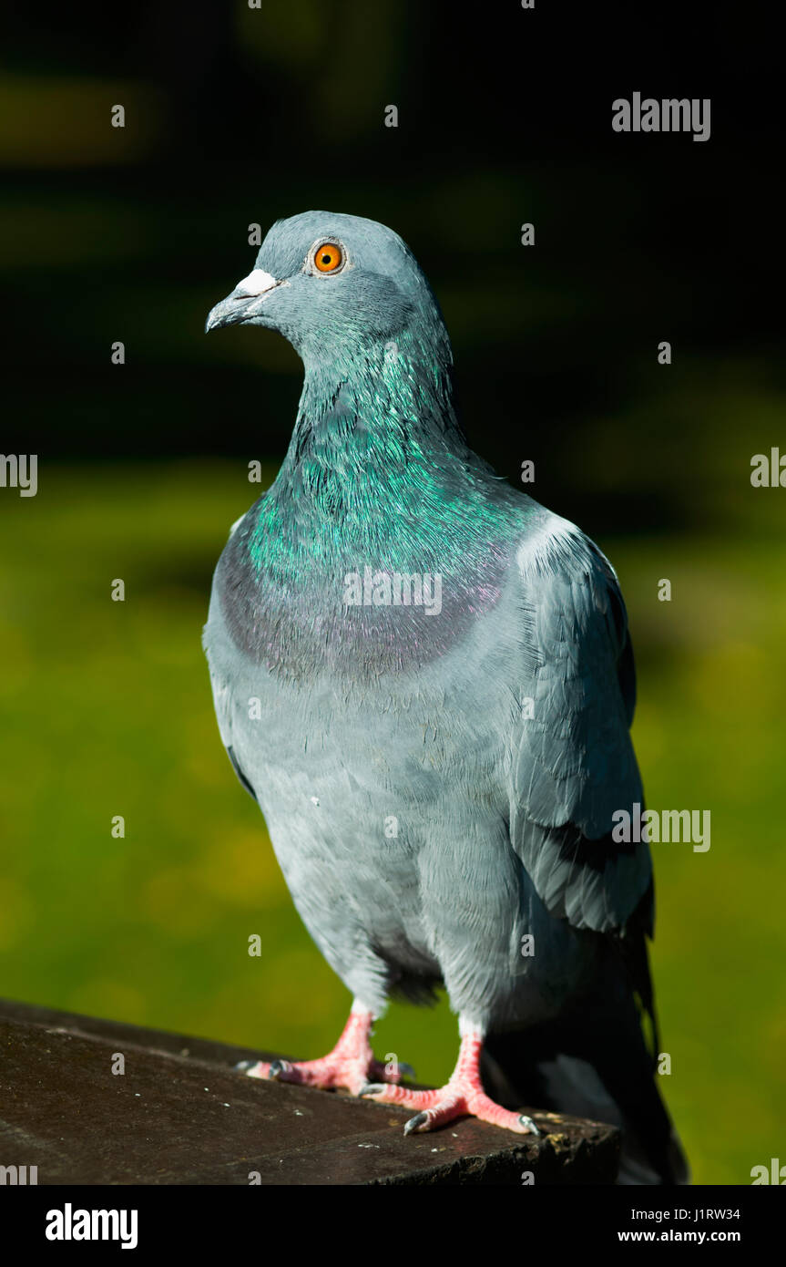 Piccioni selvatici [Columba livia donestica] Foto Stock