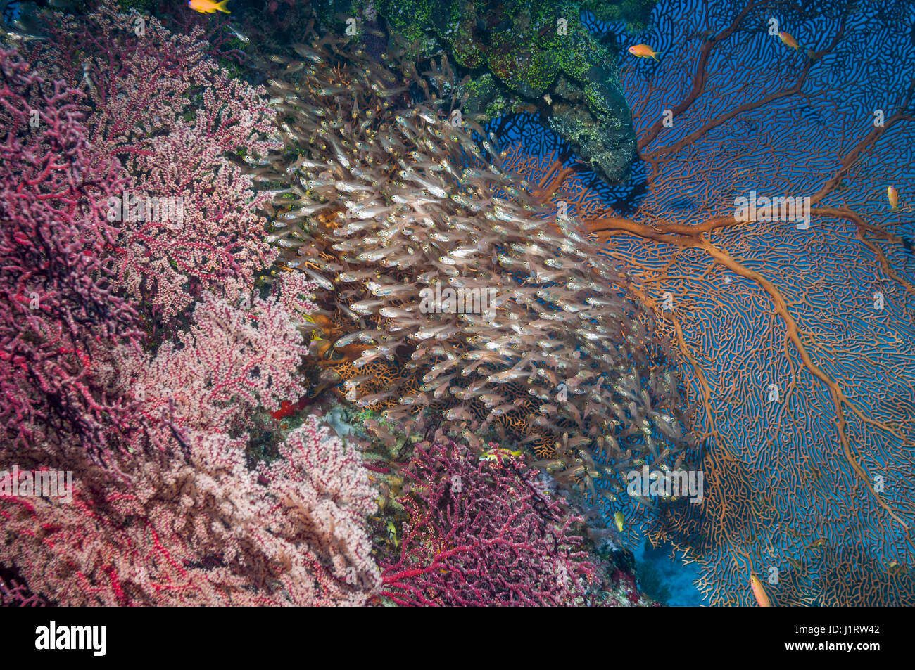Spazzatrici pigmeo [Parapriacanthus ransonetti] con gorgonie coralli. Isole Similan, sul Mare delle Andamane, Thailandia. Foto Stock
