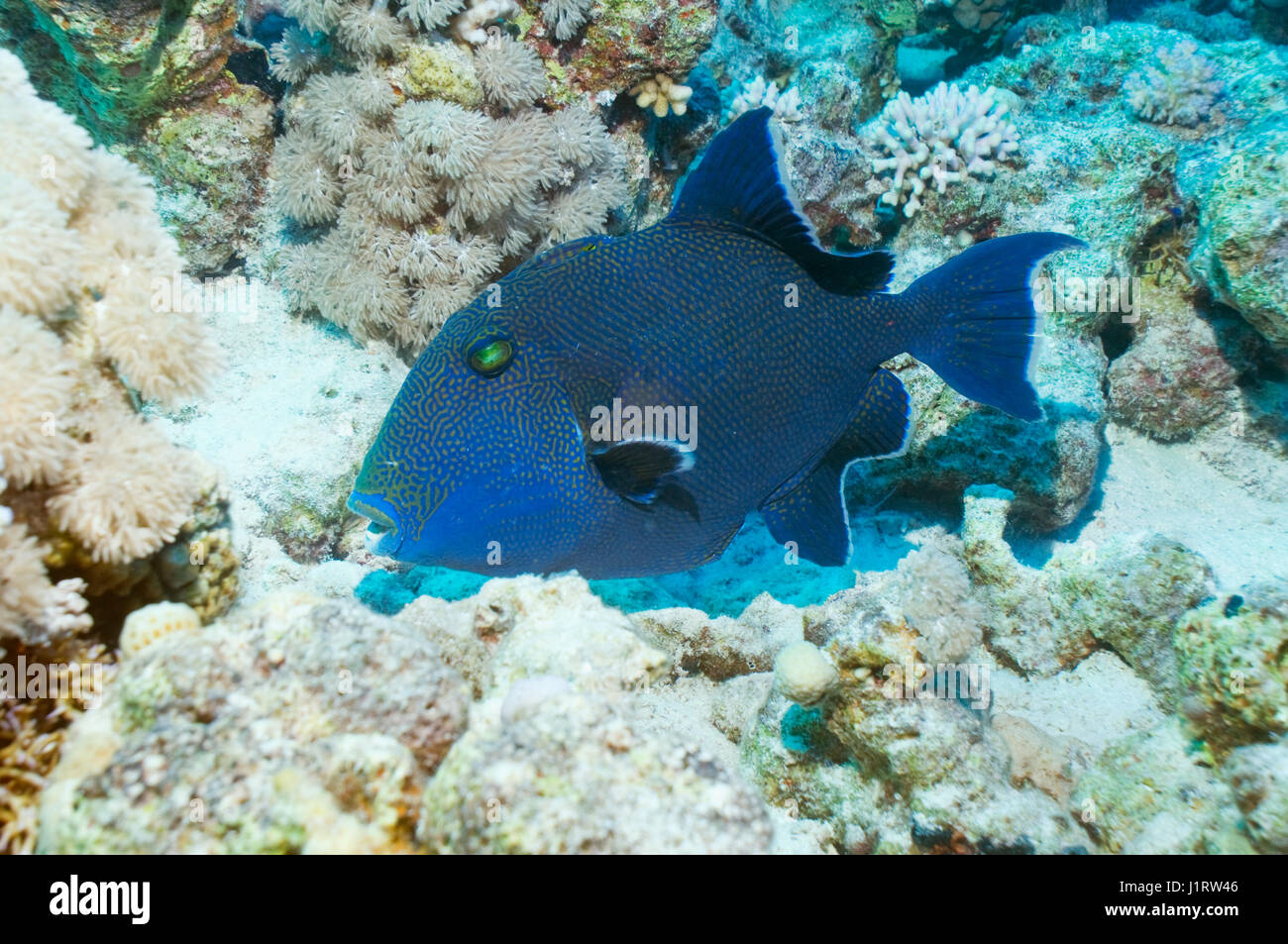 Pesci balestra blu (Pseudobalistes fuscus). Egitto, Mar Rosso. Foto Stock