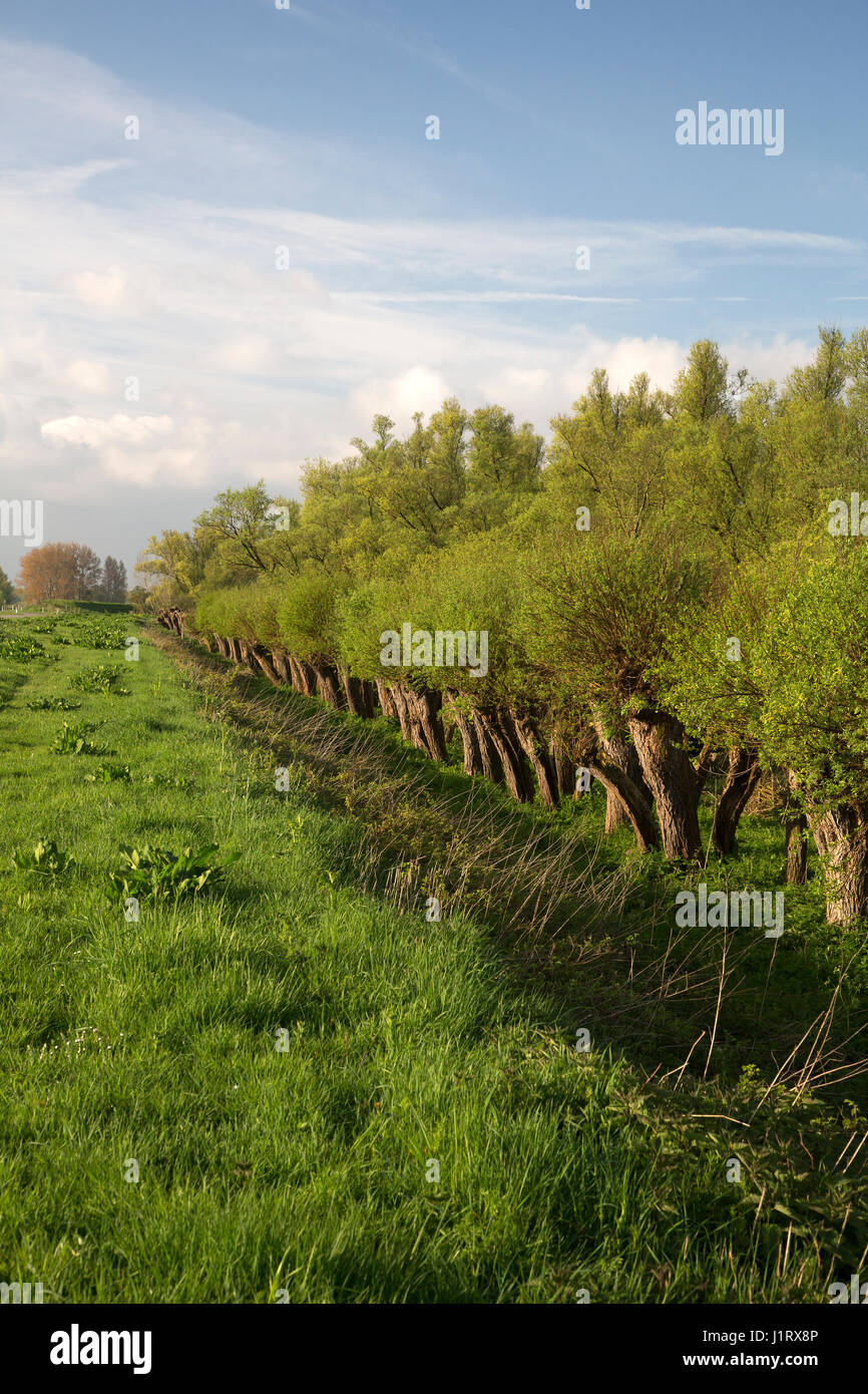 Lunga fila di pollard salici, Biesbosch NP, Brabante Settentrionale, Paesi Bassi Foto Stock