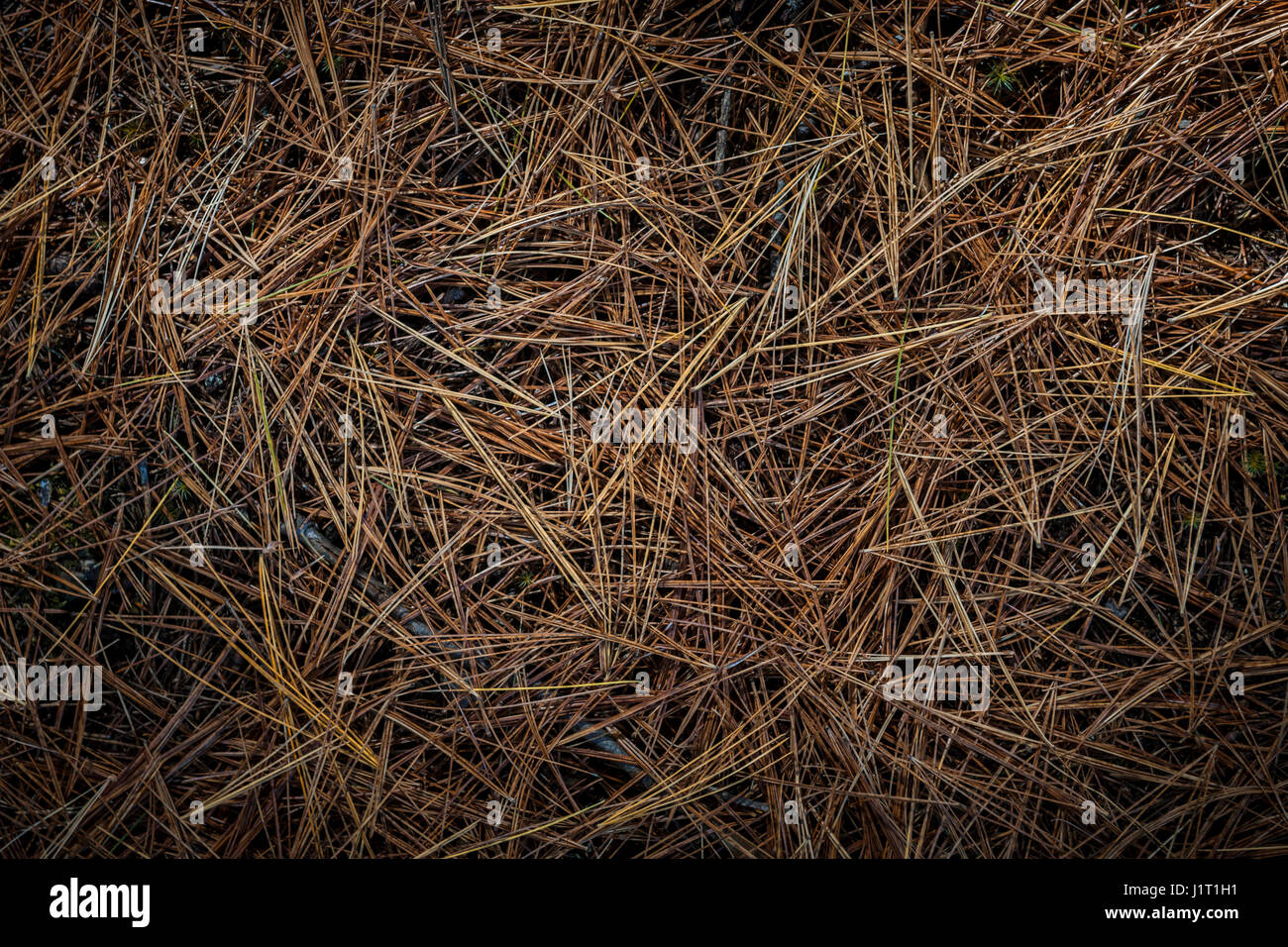 Primo piano su caduto brown aghi di pino sul suolo della foresta, vista da sopra. Foto Stock