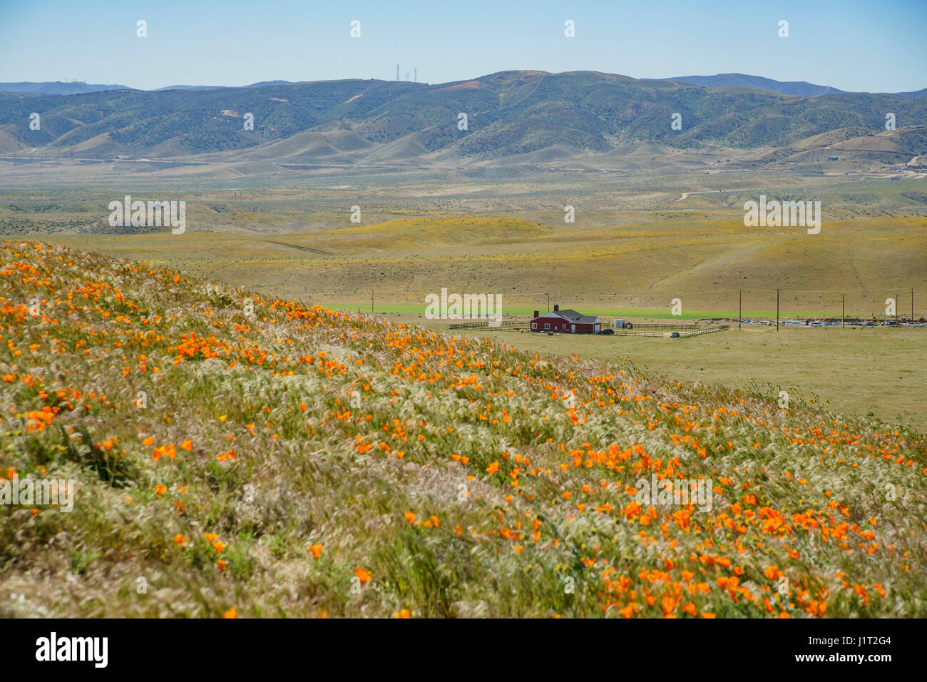 Fiori Selvatici (papavero) a Antelope Valley, California Foto Stock