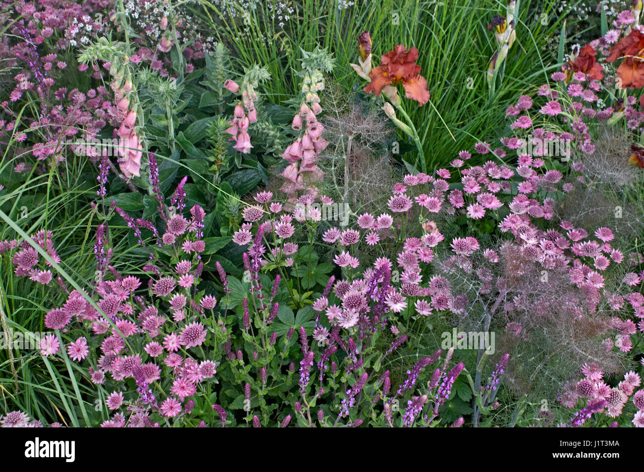 Close up di fiori di confine con Digitalis, Anthriscus e Astrantia Foto Stock