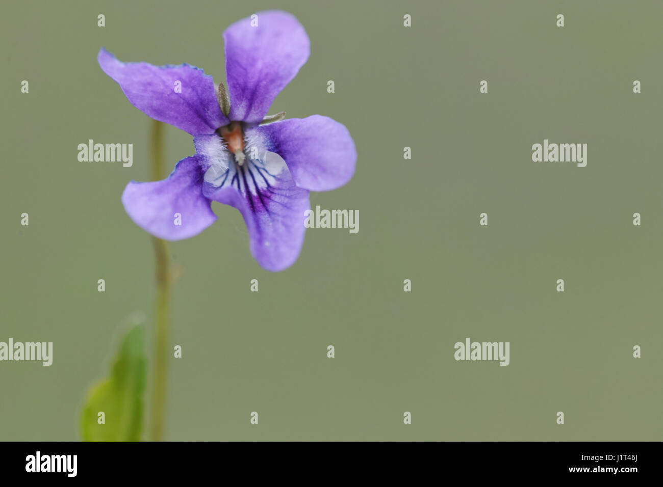 Viola Fiore blu Foto Stock