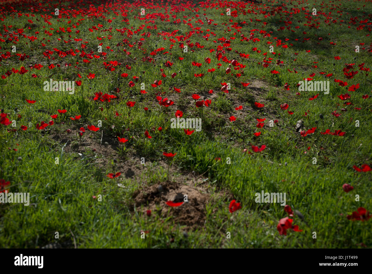 Red anemone coronaria campo in Israele da vicino Foto Stock