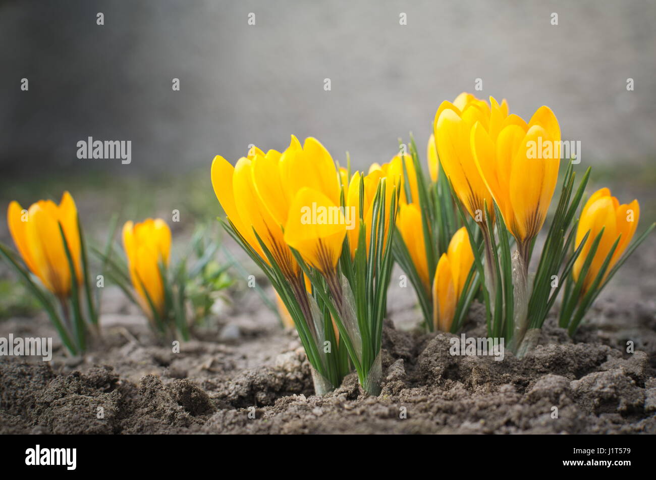 Giallo sole Crocus fiori livello terreno Closeup Foto Stock