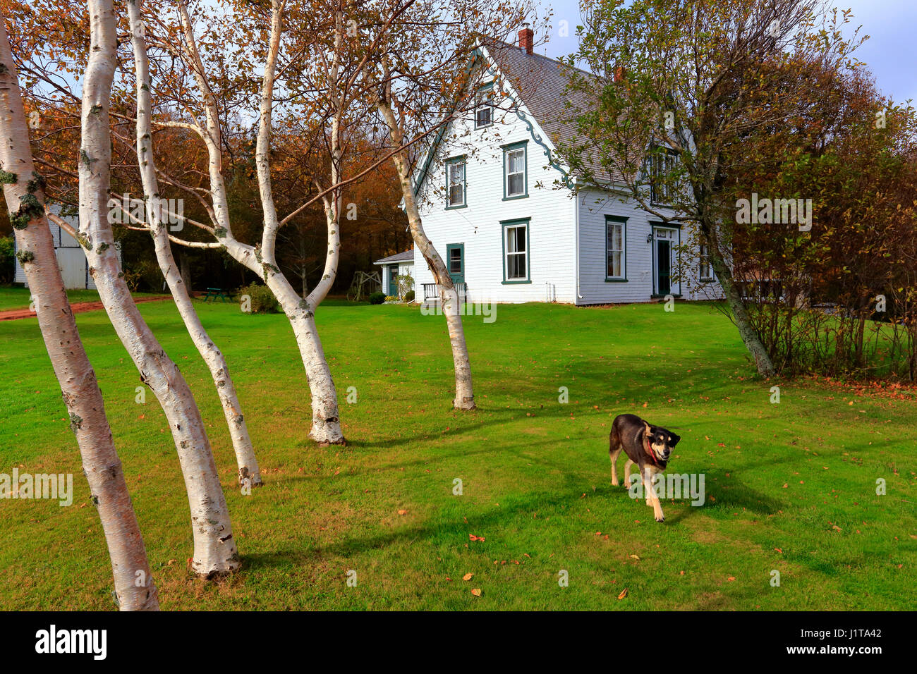 Anne di Green Gables alla boccola in argento, PEI Foto Stock