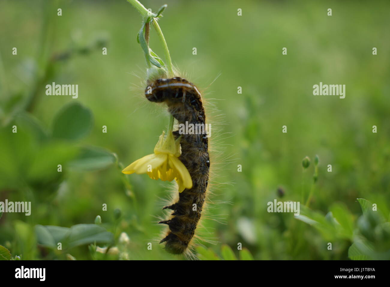 Caterpillar salendo fiore giallo e sorridente ragazzo Foto Stock