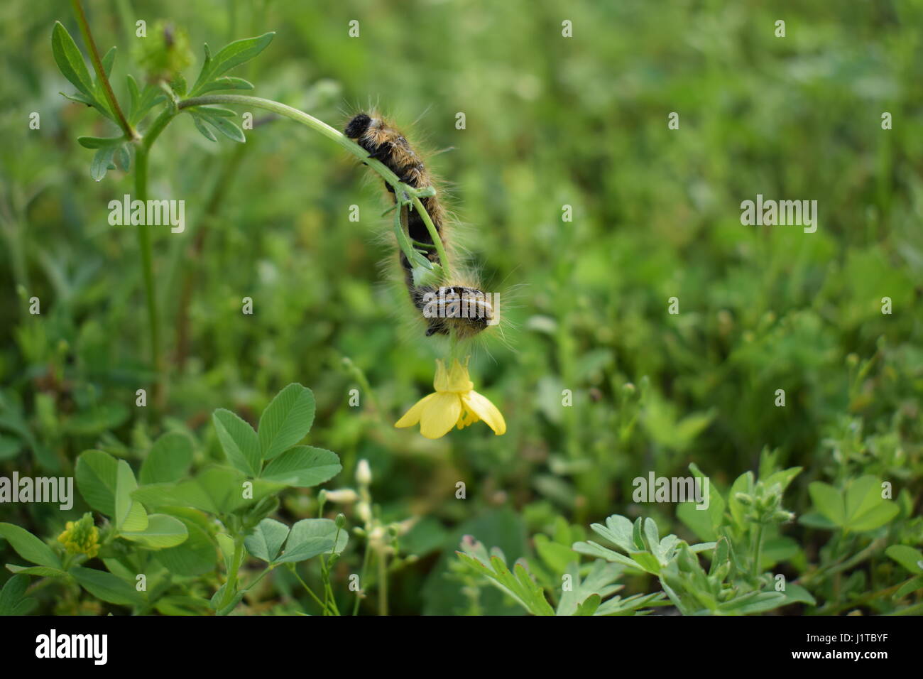 Caterpillar salendo fiore giallo e sorridente ragazzo Foto Stock