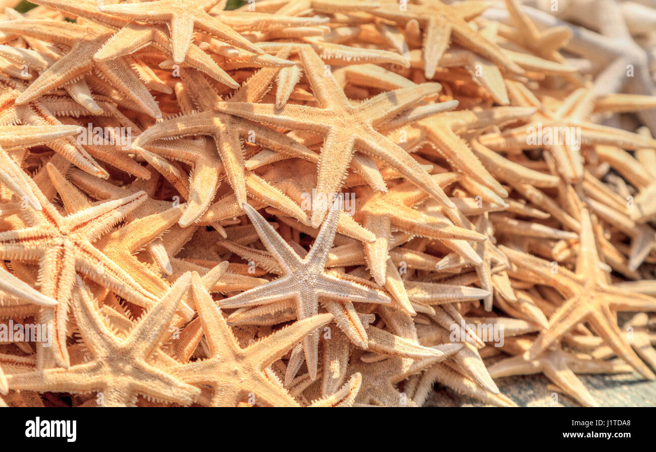 Sfondo di sbiancata starfish raggruppati insieme Foto Stock