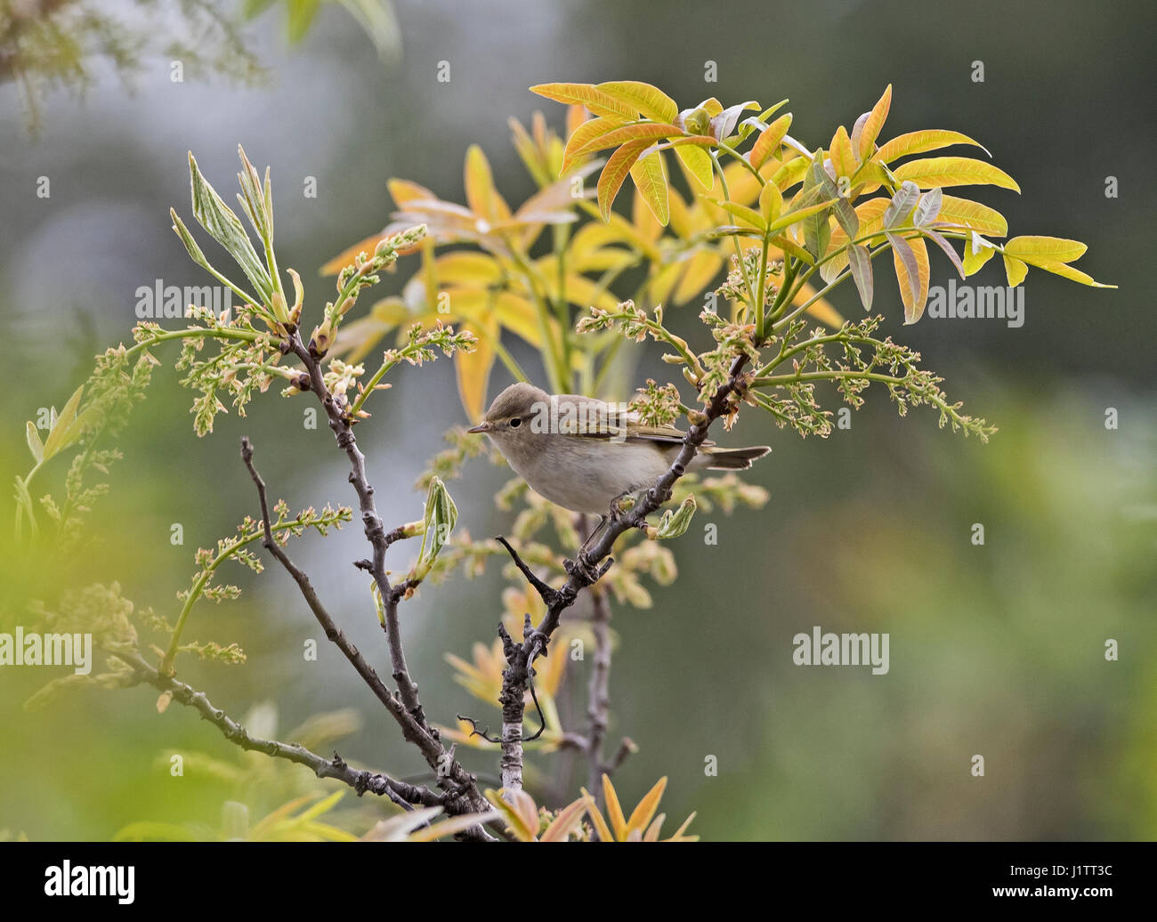 Bonellis orientale Trillo Phylloscopus orientalis anche callaedBalkan Trillo in primavera a Cipro Foto Stock