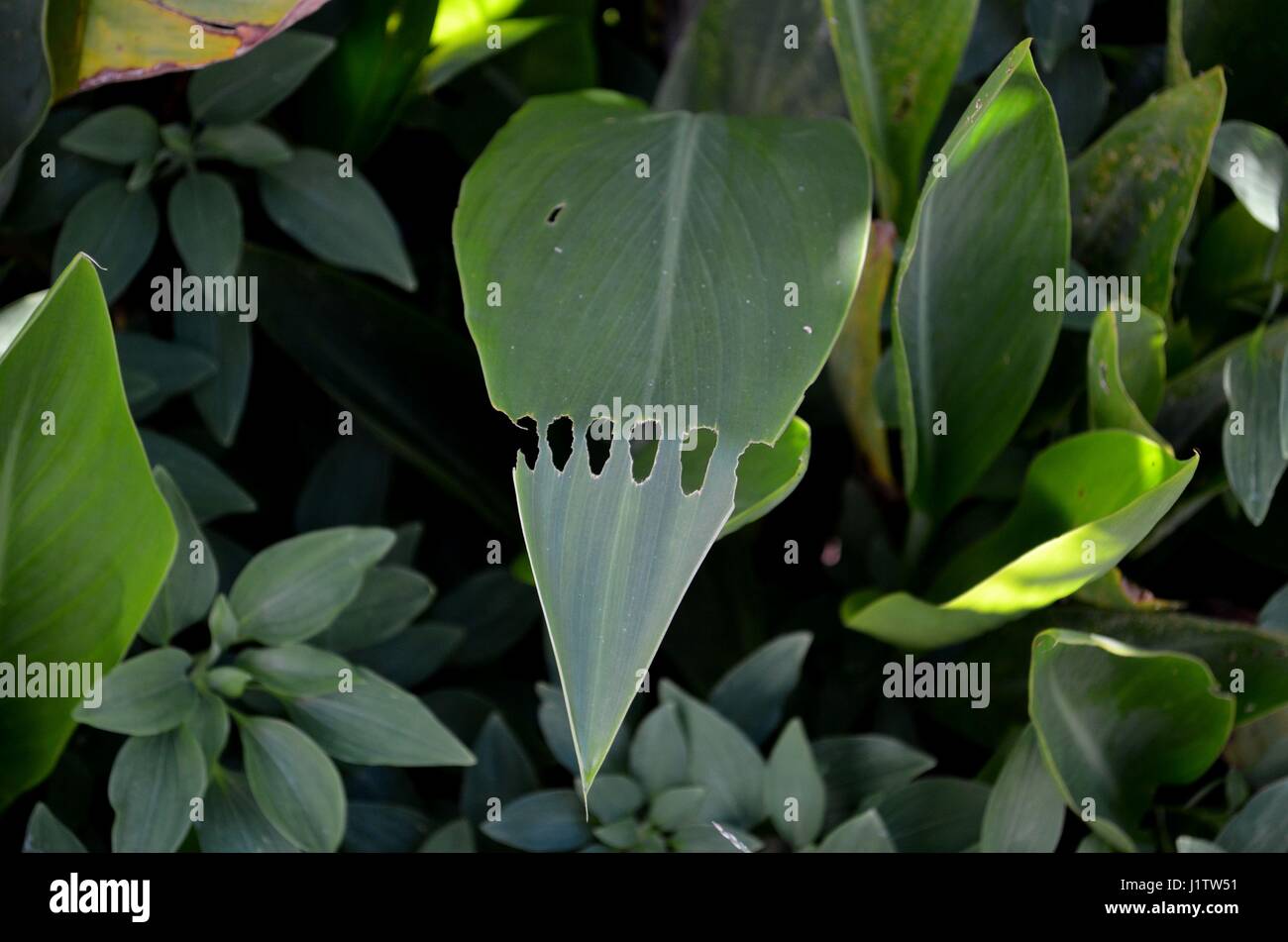 Ampio verde scuro foglie mangiato da lumache lasciando fori uniche in tutta la larghezza Foto Stock