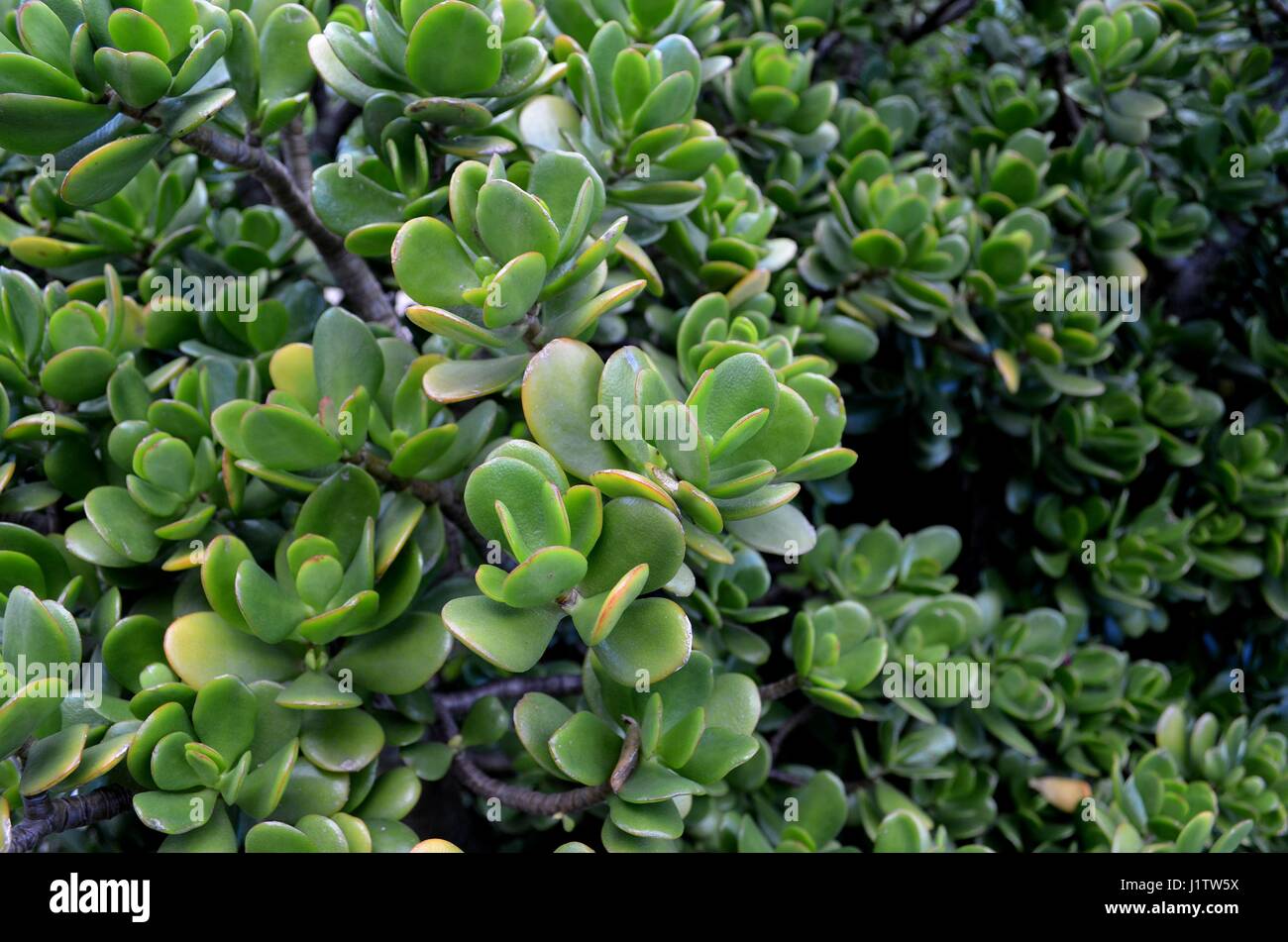 Close up di piante succulente verde impianto di giada fortunati Foto Stock