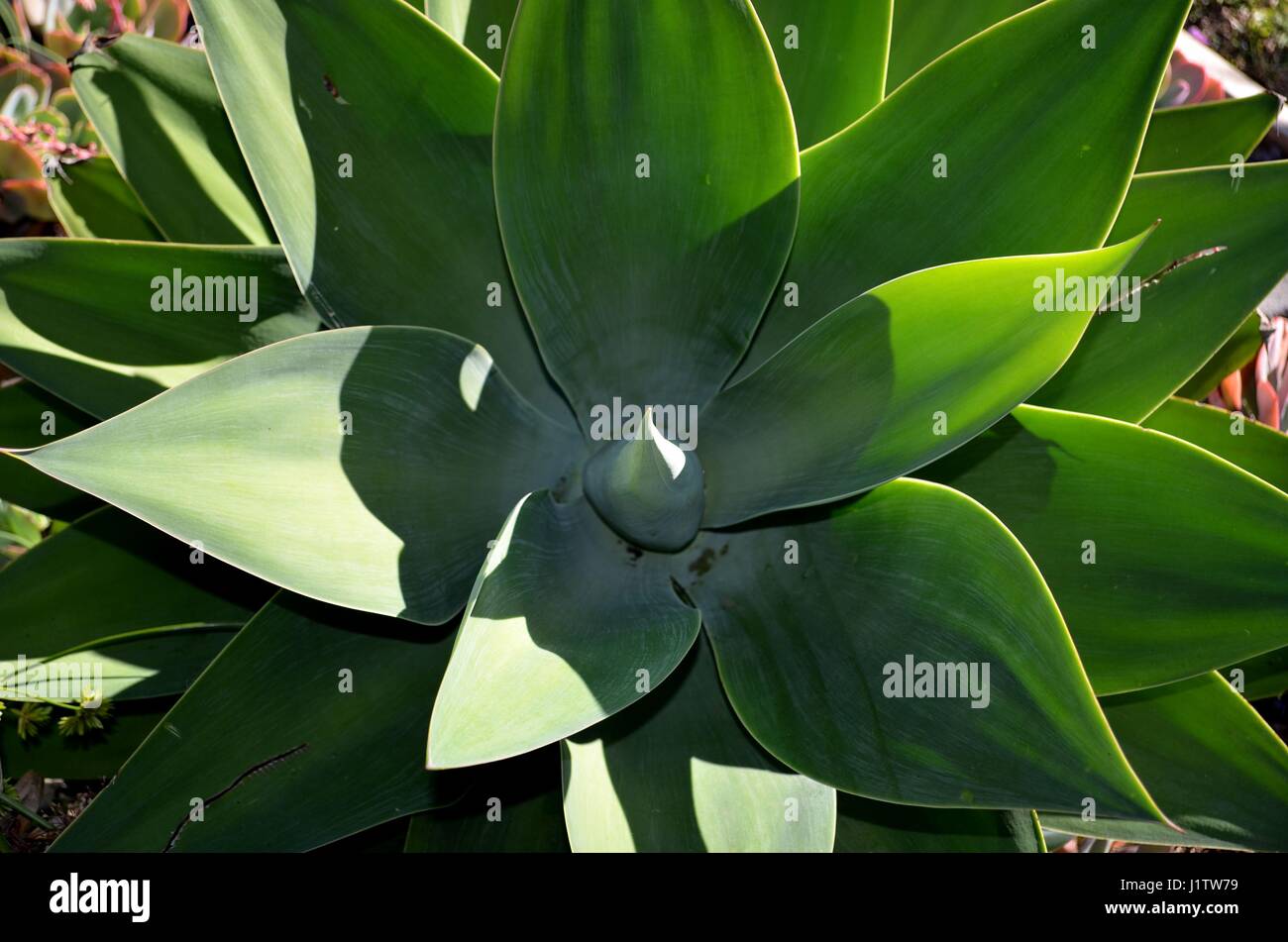 Pianta di agave in dettaglio rosette di foglie Foto Stock